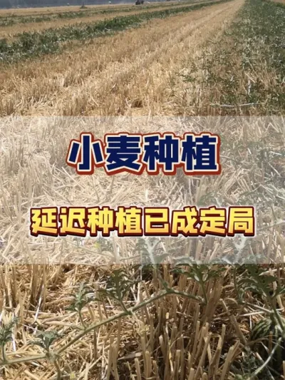 #С��ݪֲ#�׷�#С��߲�����#С��ݪֲ��������