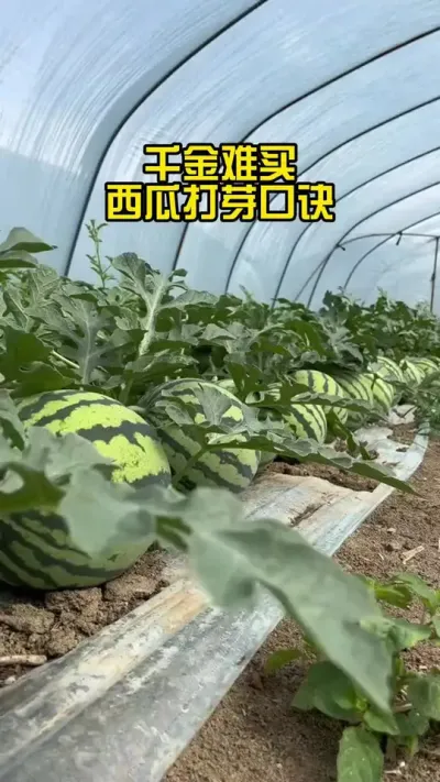 #西瓜种植 #西瓜管理 #西瓜高产#西瓜打芽#西瓜种植技术