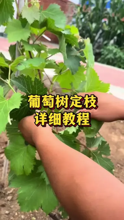 ��������֦����ϸ�̳�#ũҵݪֲ #��ũ #����ũ��Ʒ