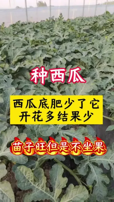 #����ݪֲ#����ݪֲ����#����#���ϵ׷�#������