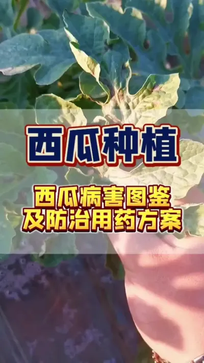 #���� #����ݪֲ #���Ϲ��� #���溦����