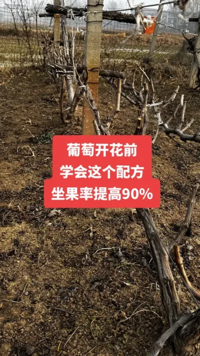 �����Ż�ǰ��ѧ������䷽�����������90%����#�����Ż�#����ݪֲ#���Ѹ߲�