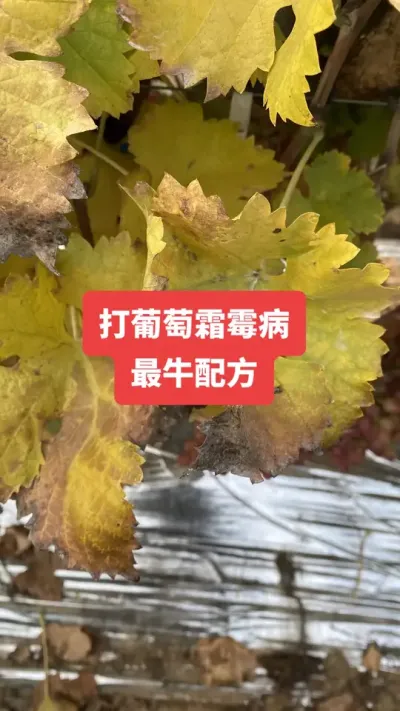 ������˪ù����ţ�䷽#����˪ù��#����ݪֲ#���Ѳ���