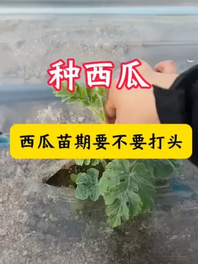 #西瓜种植 #西瓜种植技术 #西瓜管理 #西瓜 #种西瓜