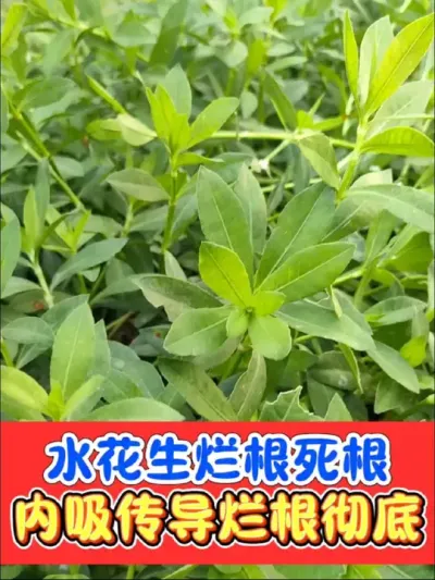 除水花生特效烂根死节除草剂 水花生克星，大剂量，一套一桶水，打匀打透，水花生死根烂根死叶不反弹#除水花生 #水花生专杀套餐 #水花生 #农资肥料 #除草剂