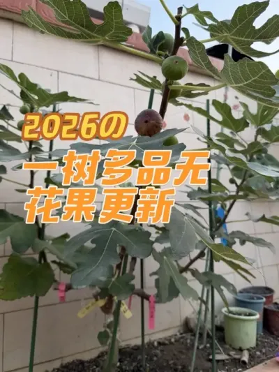 һ����Ʒ�޻�������������5���µ�����������ӭ����һ�����ӳ�����#�޻����޽�#һ����Ʒ�޻���