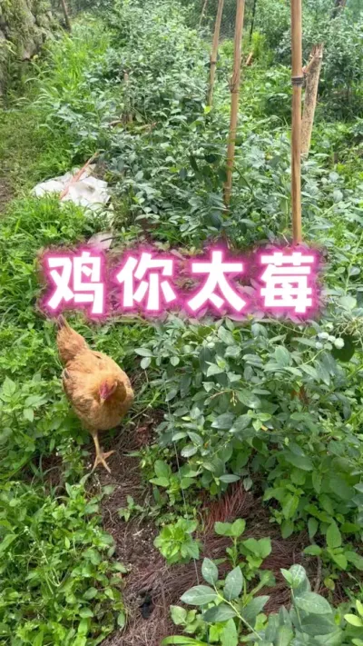 鸡你太莓#蓝莓#蓝莓自由  #大数据把我推给爱吃蓝莓的人 #内容启发搜索