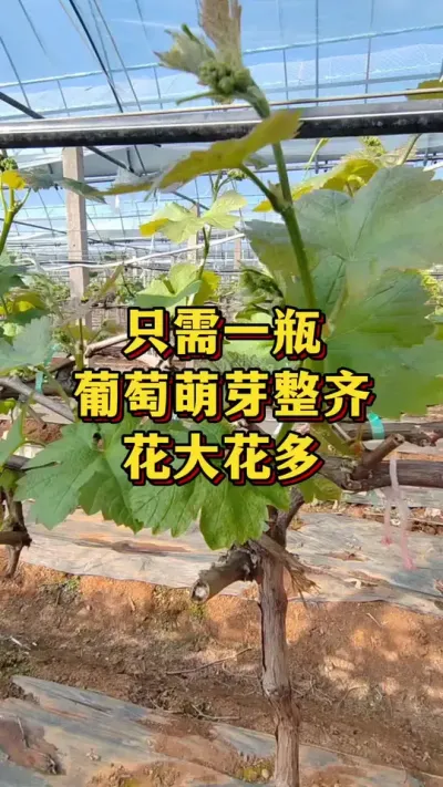 ֻ��һƿ��������ѿ���������󻨶�#����ݪֲ #������ #��ũݪֲ