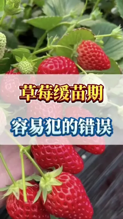 草莓缓苗期，容易犯的错误 #病害防治 #优质农产品 #草莓种植