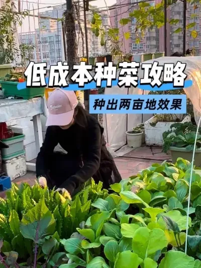 �ֲ˶������ֳ��������˹���? �����Ϲ��߲˵�С��԰˭�ܲ�����#��̨�ֲ� #�ҵ�С��԰ #��ʵ���ķ������� #�����߲� #�Լ��ֵĴ���Ȼ����ɫ�߲�