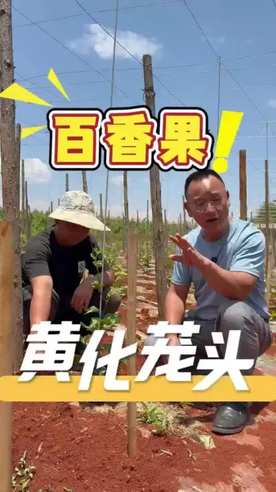 栽种百香果如何防治&ldquo;黄化茏头&rdquo;，发哥有方法，欢迎评论区留言私信咨询#百香果#三农#农业技术推广#农业法哥