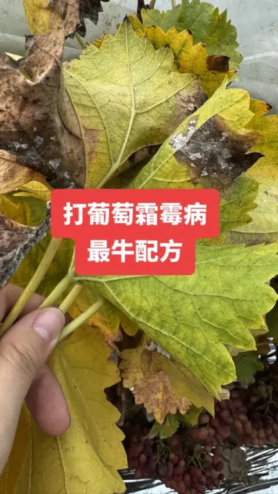 ������˪ù����ţ�䷽#����˪ù��#����ݪֲ#���Ѳ���