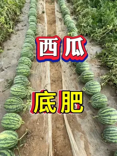 ����ݪֲ�׷� #����ݪֲ #������ #����ݪֲ #�������� #8424����