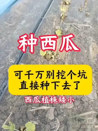 #����ݪֲ #����ݪֲ���� #���� #������ #��������