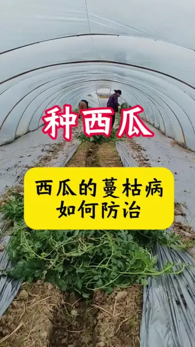 #������ #����ݪֲ #����ݪֲ����#���溦����#����