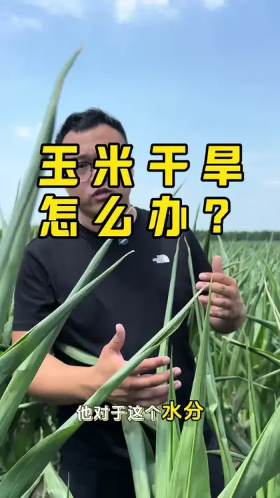 ���׸ɺ�����ƻ� ����̼��أ�����˥�����������ڸɺ��澳�µĳ�������������#ũҵݪֲ #�����߰������� #��ũ #ݪֲ���� #ݪֲС����