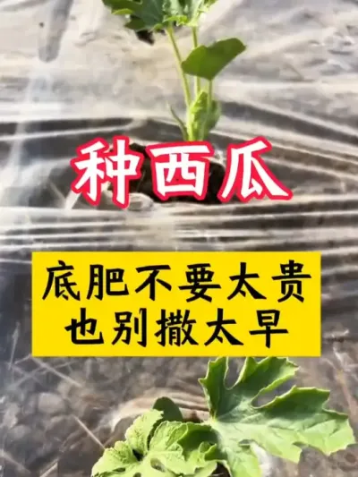 #������#����ݪֲ#����ݪֲ����#����