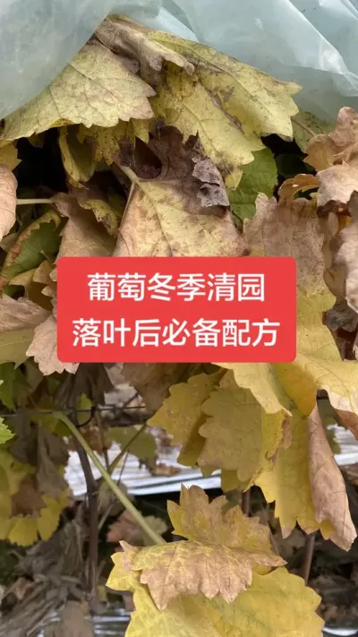 ���Ѷ�����԰�ز�������������԰�䷽#������԰#����ݪֲ#���Ѳ���