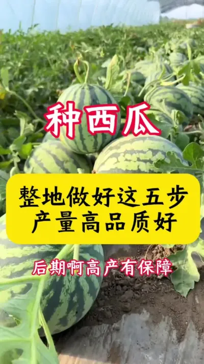 #����ݪֲ#������#����ݪֲ����#��ũ #����