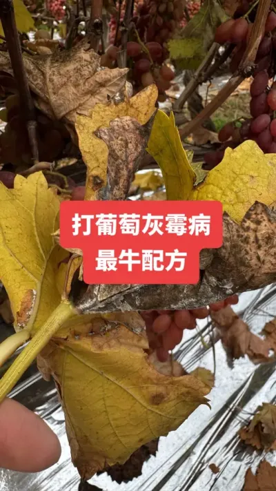 �����ѻ�ù����ţ�䷽#���ѻ�ù��#����ݪֲ#���Ѳ���