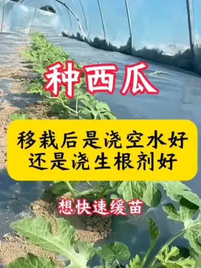 #西瓜种植 #西瓜种植技术 #西瓜管理 #种西瓜