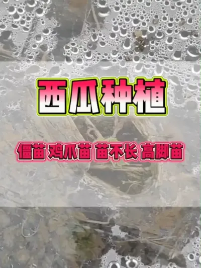 #西瓜种植#西瓜管理#增产增收才是硬道理#种植小技巧