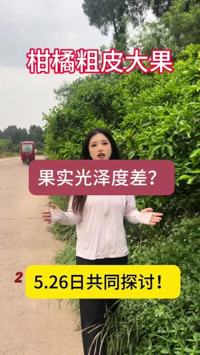 柑橘粗皮果多，果实光泽度差怎么办！果靓皮光，果然很美！#柑橘种植 #果树管理 #柑橘