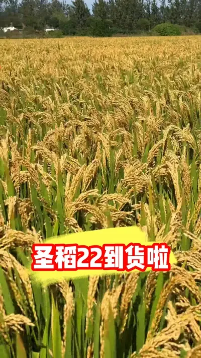 �߲���������ʥ��22������ #ˮ��ݪֲ #ʥ��22 #ˮ������ #ˮ�� #ũ�ʷ���