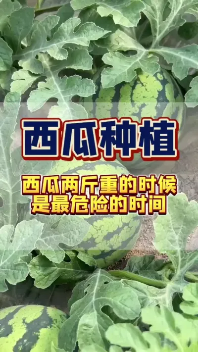 #种植小技巧 #西瓜种植 #膨大增甜 #西瓜高产 #病虫害防治