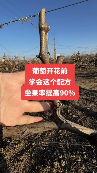 �����Ż�ǰ��ѧ������䷽�����������90%����#�����Ż�#����ݪֲ#���Ѹ߲�