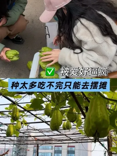 ˭�ܸ�������������ֹ�ʧ�ܵ�Ե��ԭ�ɣ� #��ʵ���ķ������� #��̨�ֲ� #��ժ #���ֹ� #¶̨С��԰