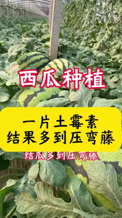 #����ݪֲ#������#���Ϲ���#����#���溦����