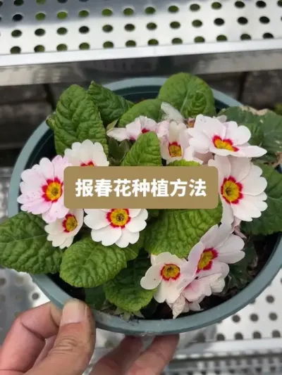 从种植到开花，报春花的种植全过程 #报春花 #种植小技巧