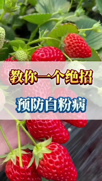教你一个绝招，预防白粉病#草莓种植 #草莓苗种苗 #优质农产品