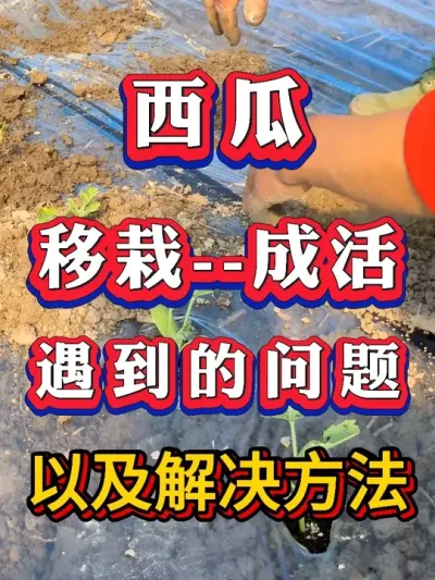 ���ϴ����Ե��ɻ������������Լ����Ҫ�� #����ݪֲ #������ #����ݪֲ #�������� #8424����