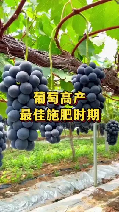 ���Ѹ߲������ʩ��ʱ��#����ũ��Ʒ #��ũ #����ݪֲ