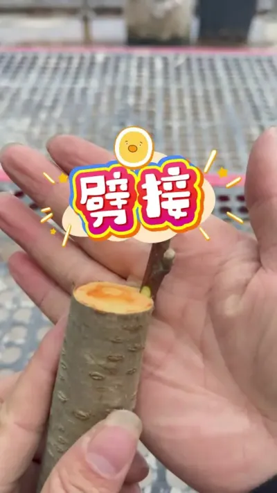 ���ӡ���������������Ľ�����#�޽� #�����޽� #���Թ��� #¥����԰