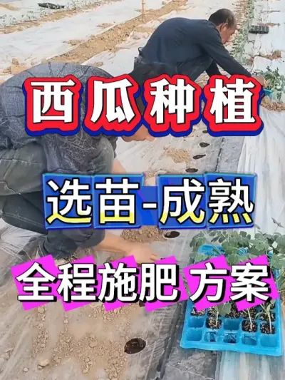 ����ʩ�ʹ���ȫ���� #����ݪֲ #������ #����ݪֲ #�������� #8424����