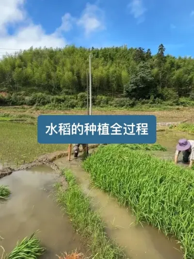 ��ʱ150���������ӵ��ջ���ˮ����ݪֲȫ���� #������ʳ�� #������ũ�� #��ũ������2025