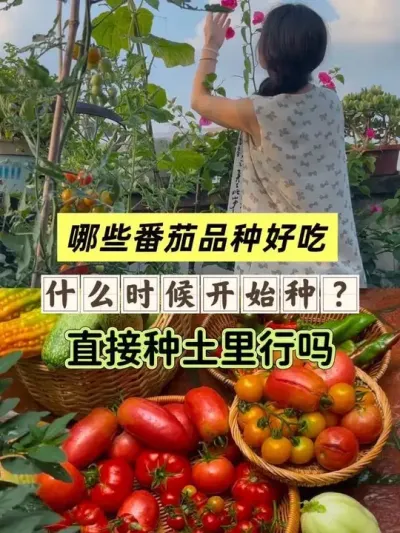 ��ֵ���ֵķ���Ʒ�ַ�����ݪֲʱ���Ҫ�죡 #��̨�ֲ� #�ַ��� #����Ʒ���Ƽ� #��ѿ #����