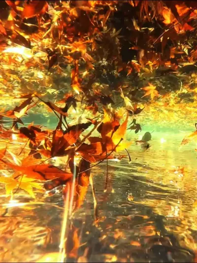 ��٭˵�ҵĵ�ɫ��а�� #��٭˵�ҵĵ�ɫ��а�� #��Ҷ? #��ɫ #��Ӱ #��Ӱ