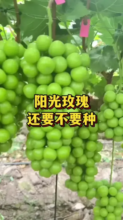 ����õ������Ҫ��Ҫ��#ũҵݪֲ #����ũ��Ʒ #����õ������