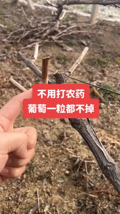 ���ش�ũҩ������һ�������������Ѵٻ�ѿ�����䷽#���Ѵٻ�#��������#����ݪֲ