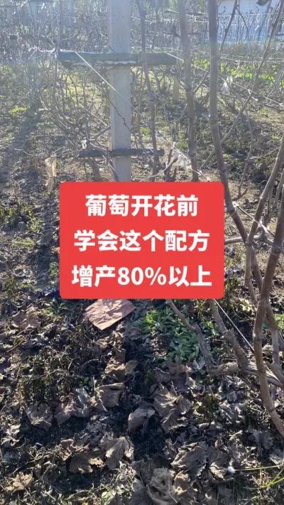 �����Ż�ǰ��ѧ������䷽������80%����#�����Ż�#����ݪֲ#������ѿ