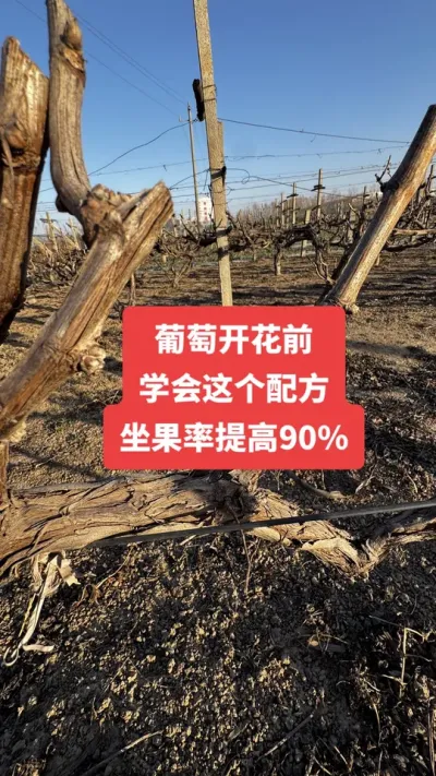 �����Ż�ǰ��ѧ������䷽�����������90%#�����Ż�#����ݪֲ#���Ѹ߲�