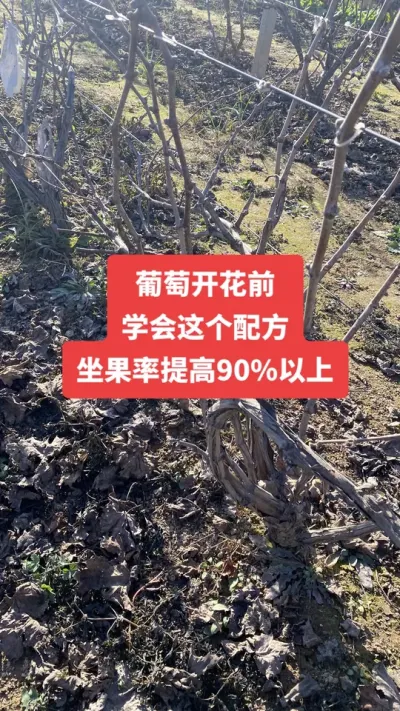 �����Ż�ǰ��ѧ������䷽������80����#�����Ż�#����ݪֲ#���Ѹ߲�