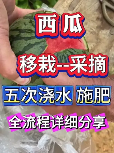 ����ݪֲ #����ݪֲ #������ #����ݪֲ #�������� #8424����