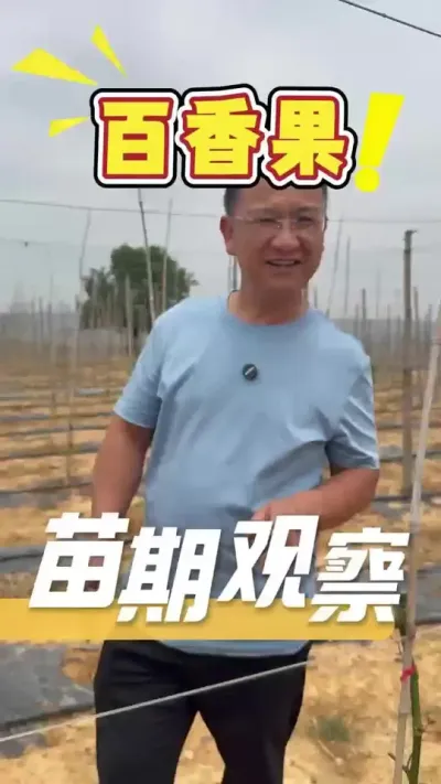 马塘客户百香果二刀苗只施用了一次360方案果苗恢复状况#百香果#三农#农业法哥#抖音助农
