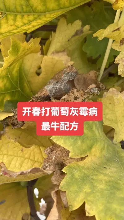 ���������ѻ�ù����ţ�䷽#���ѻ�ù��#����ݪֲ#���Ѳ���