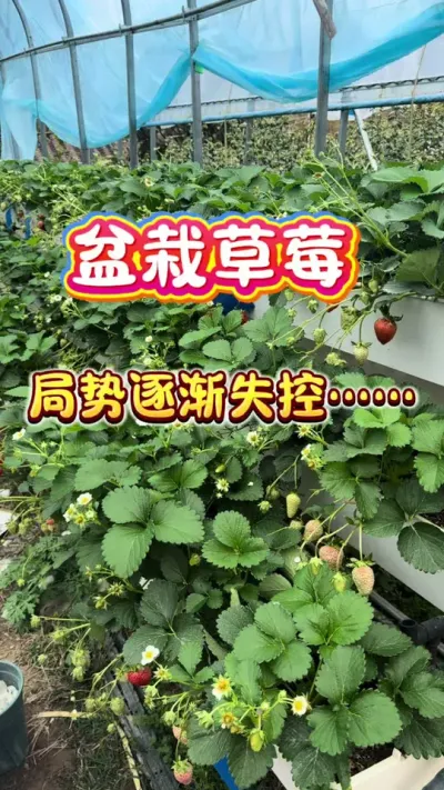 �ߵ�����û�չ�һ��ʱ����ʱ��ʧ����&hellip;&hellip;&hellip;���ܶ�Ҫ�ĵ���&hellip;&hellip;#���Բ�ݮ #¥����԰#���Թ���#��ͥݪֲ